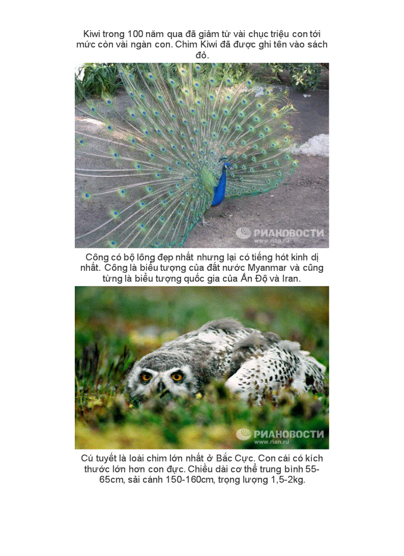 image for page Những kỉ lục trong tg loài chim