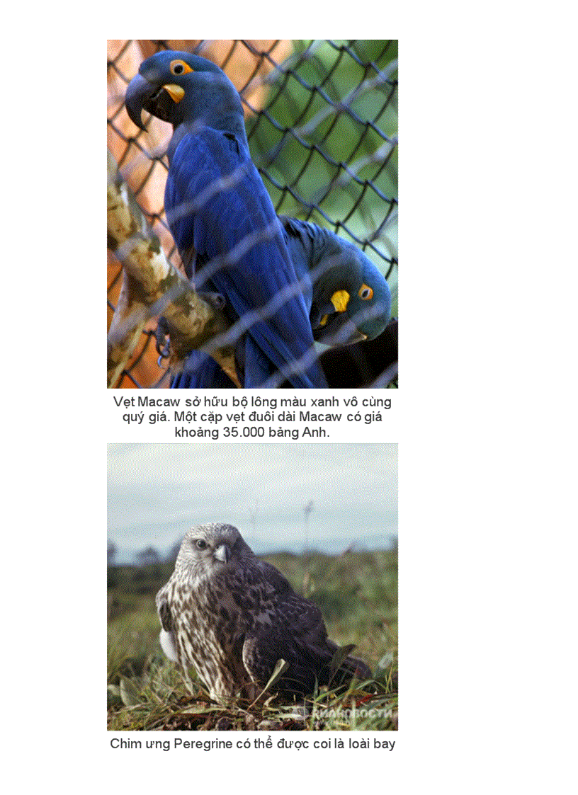 image for page Những kỉ lục trong tg loài chim