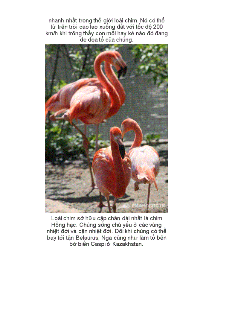 image for page Những kỉ lục trong tg loài chim