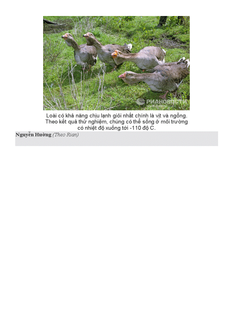 image for page Những kỉ lục trong tg loài chim