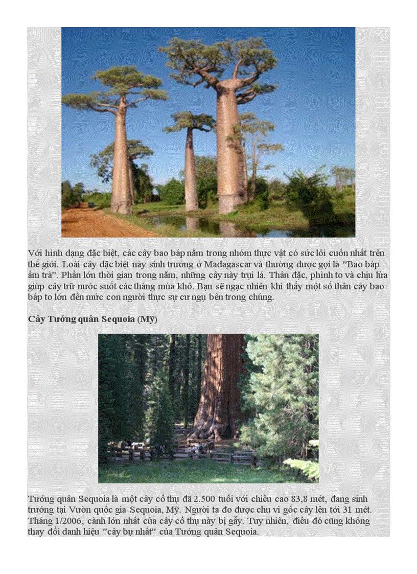 image for page Những loài cây kì lạ trên trái đất