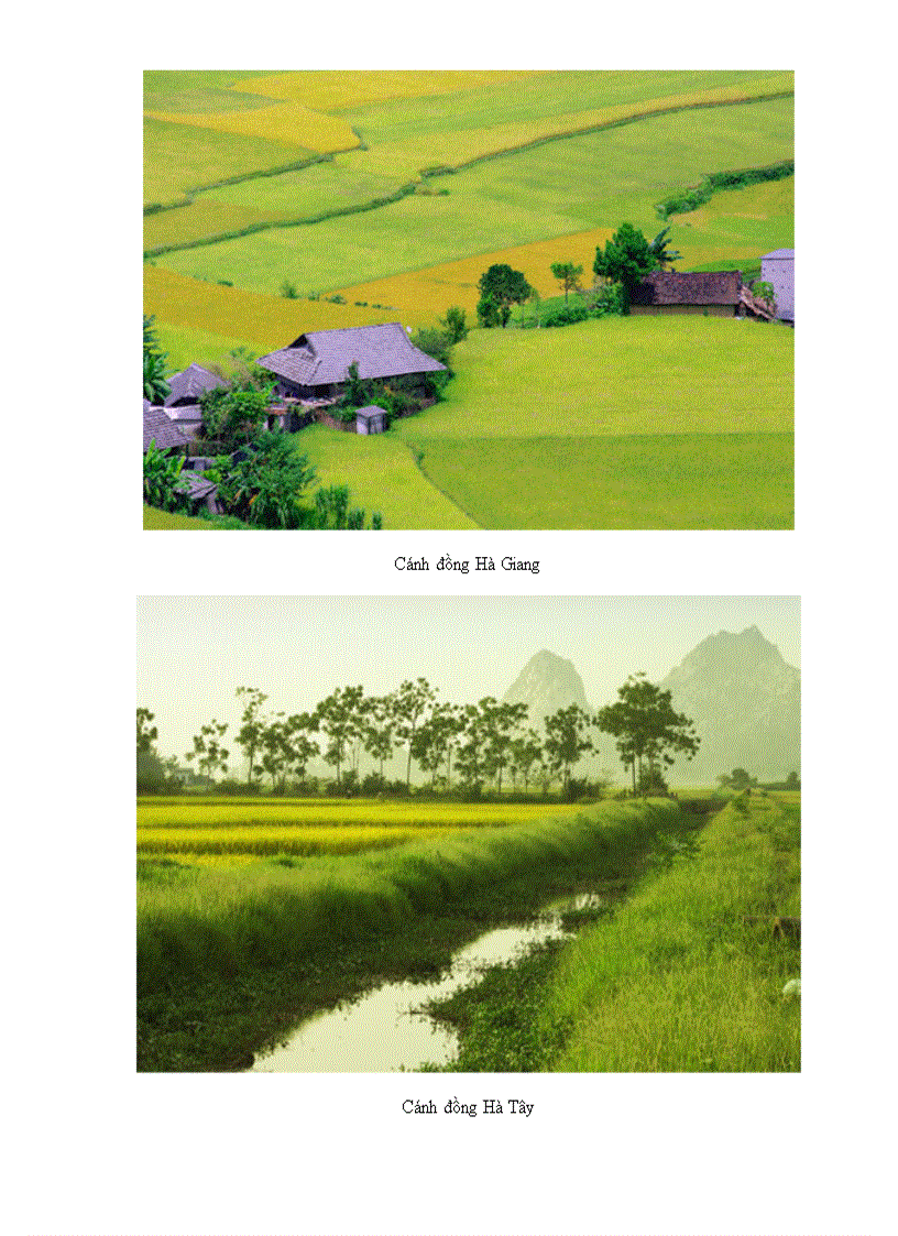 Cánh đồng đất Việt