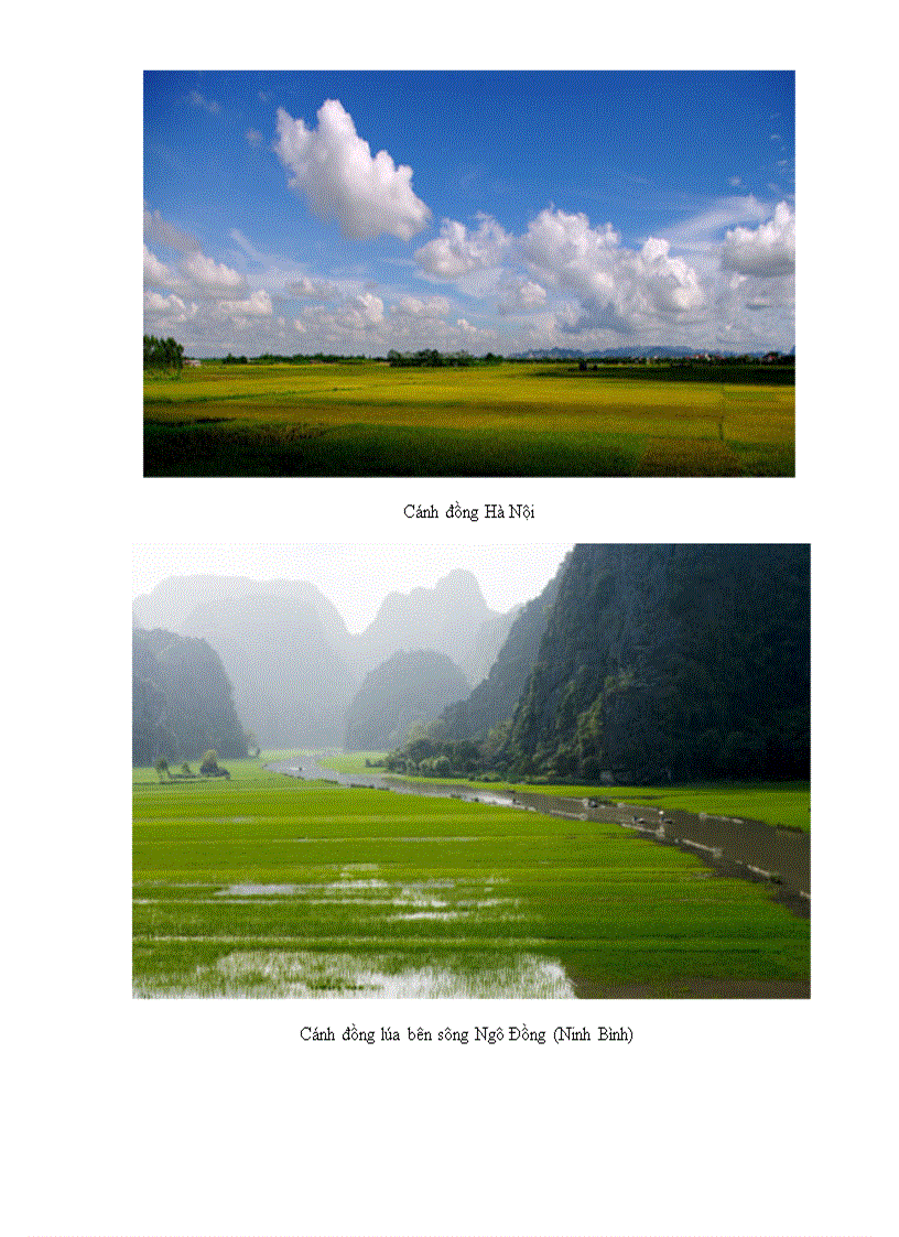 image for page Cánh đồng đất Việt