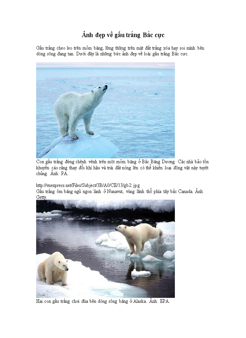 image for page Ảnh đẹp về gấu bắc cực