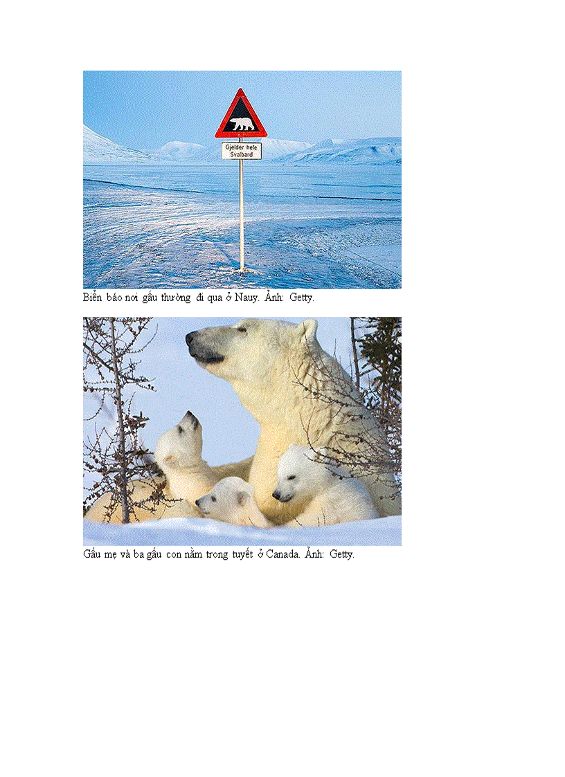 image for page Ảnh đẹp về gấu bắc cực