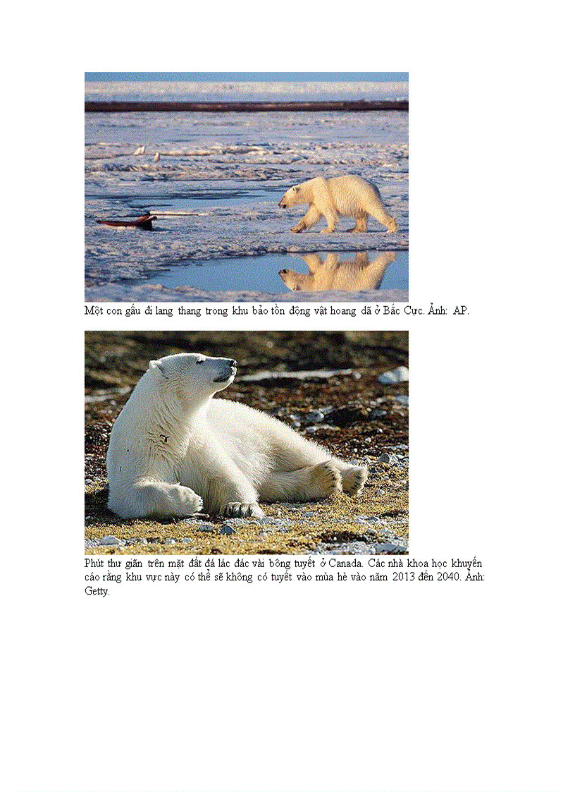 image for page Ảnh đẹp về gấu bắc cực