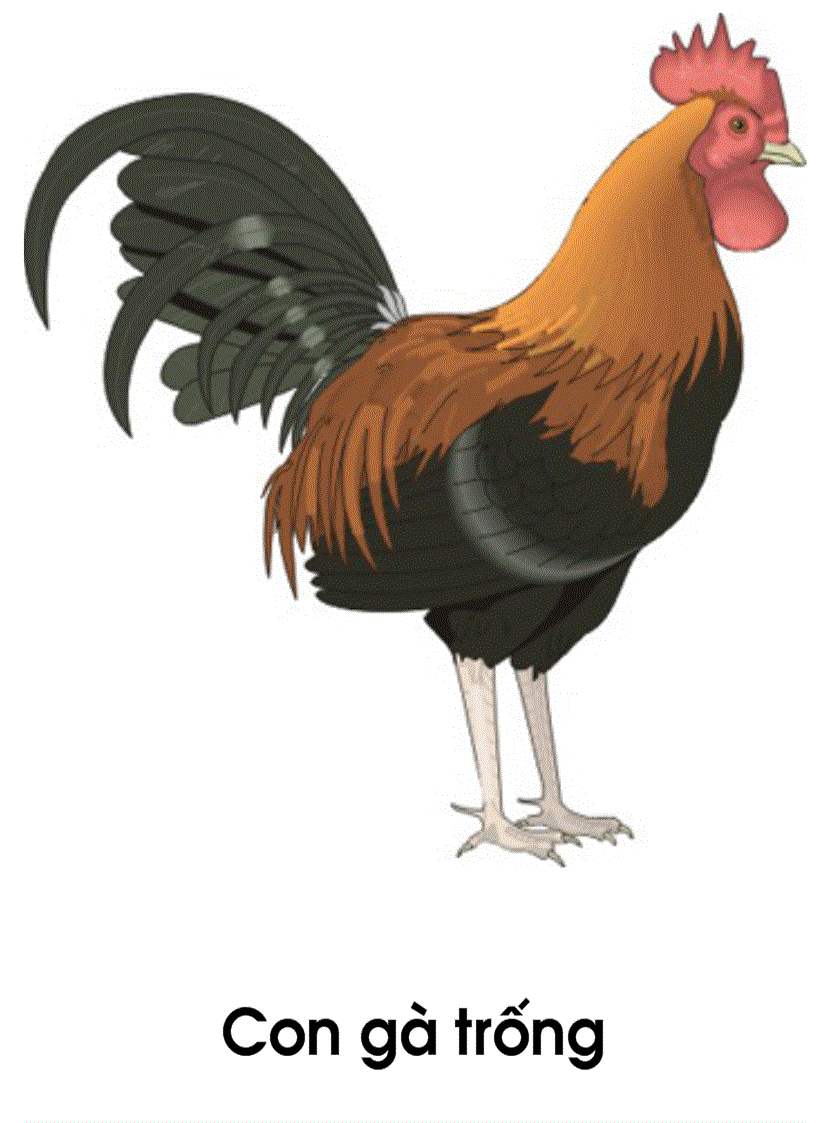 image for page Tranh con gà