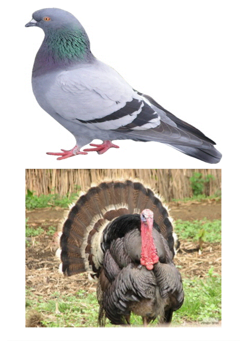 image for page Tranh the gioi dong vat