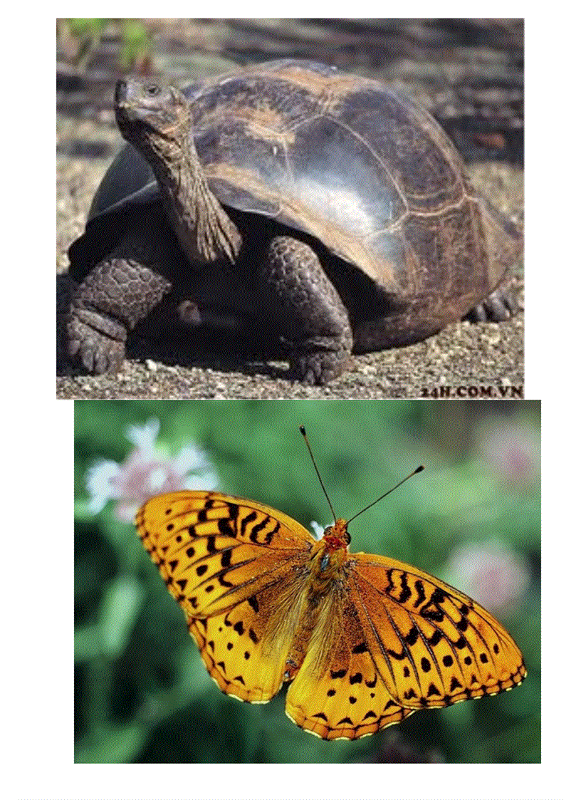 image for page Tranh the gioi dong vat