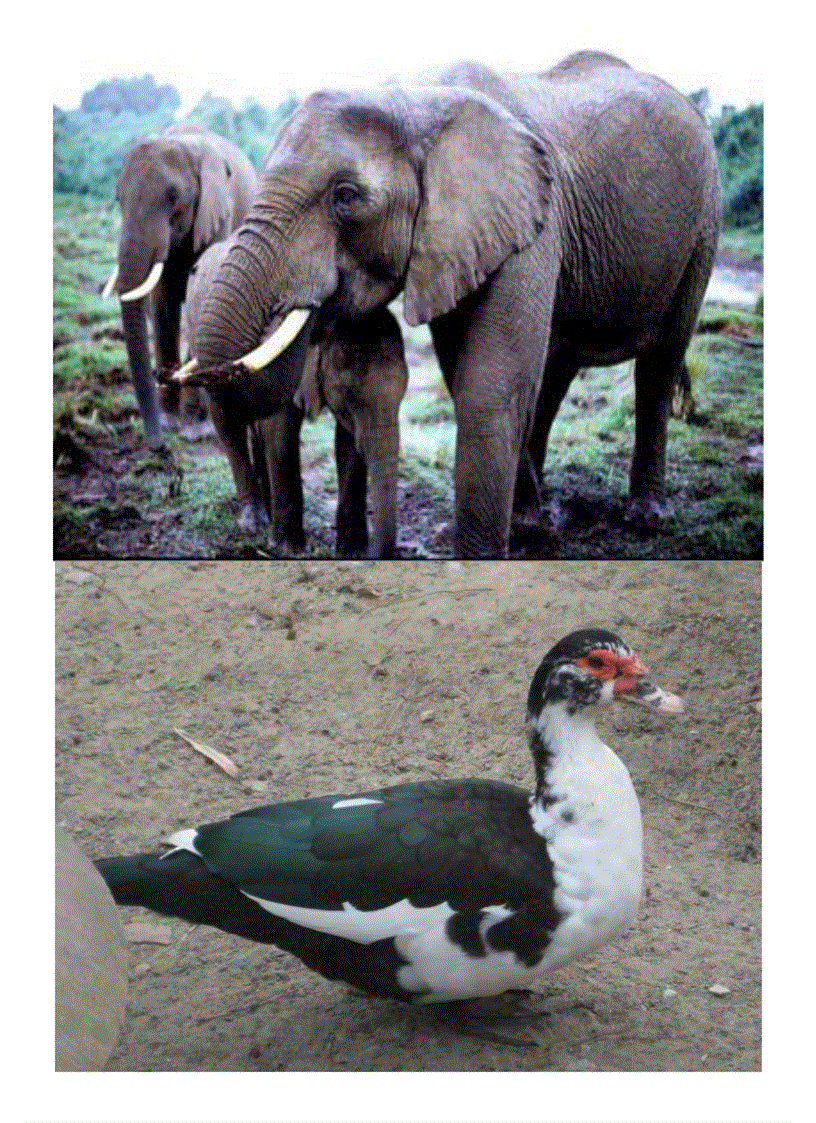 image for page Tranh the gioi dong vat