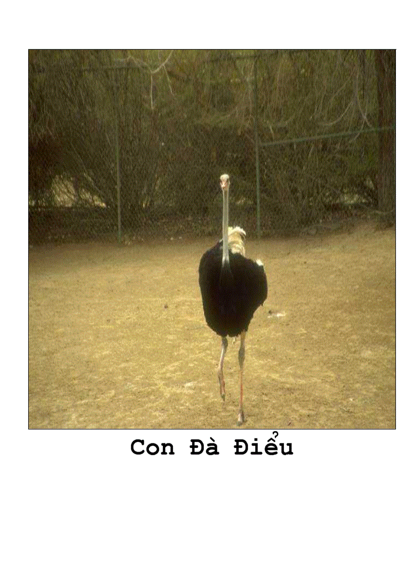 image for page Tranh về các con vật