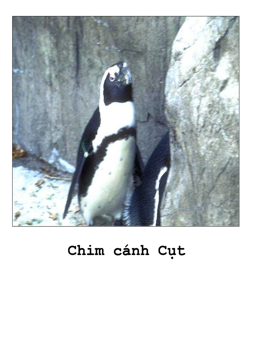 image for page Tranh về các con vật