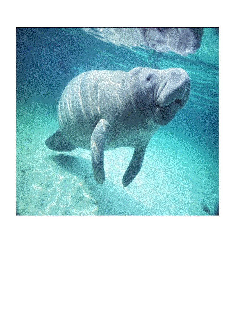 image for page Tranh về các con vật