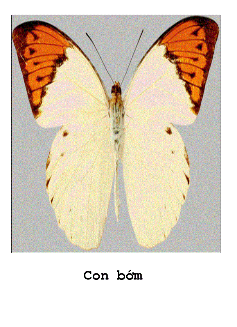 image for page Tranh về các con vật