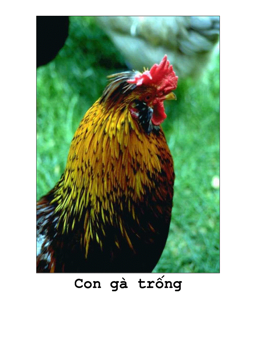 image for page Tranh về các con vật