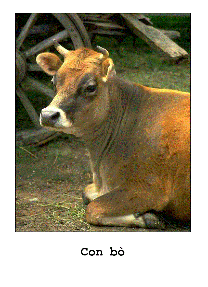 image for page Tranh về các con vật