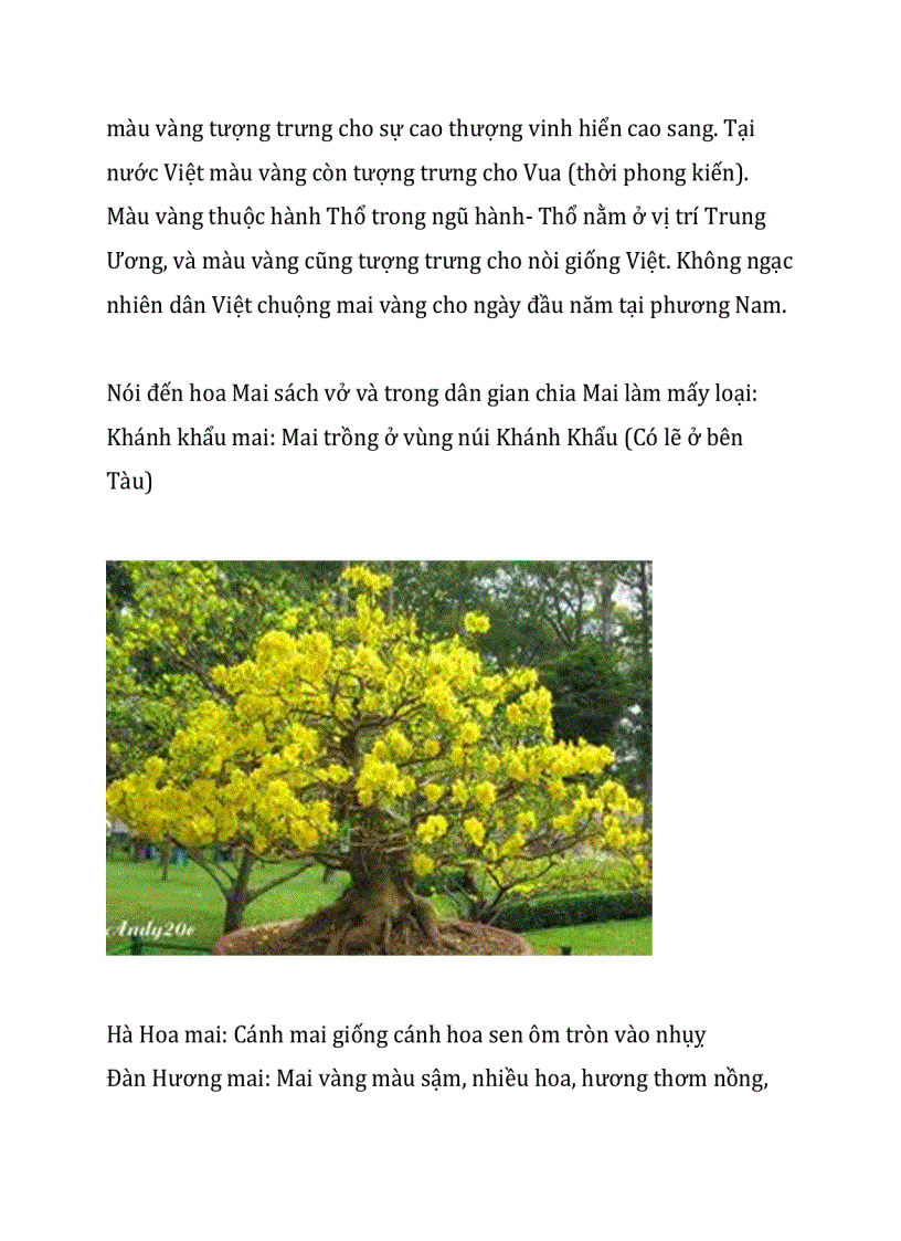 image for page Thuyết minh về hoa mai ngày tết