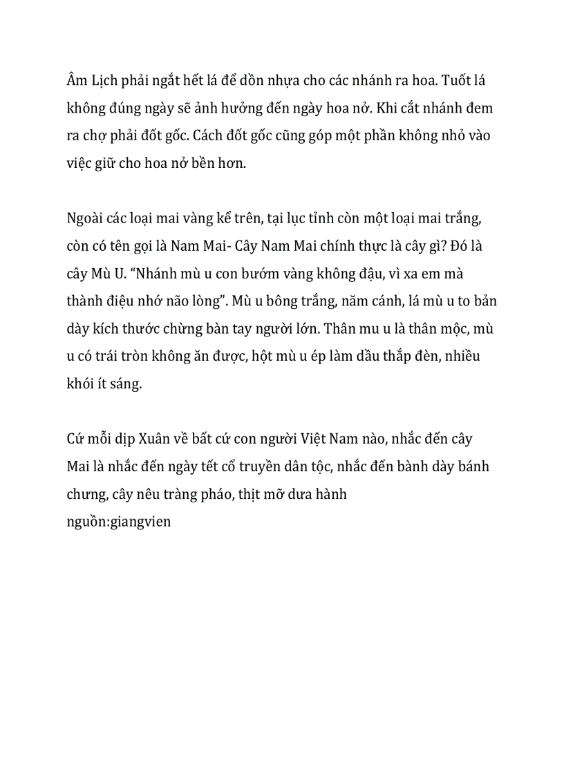 image for page Thuyết minh về hoa mai ngày tết