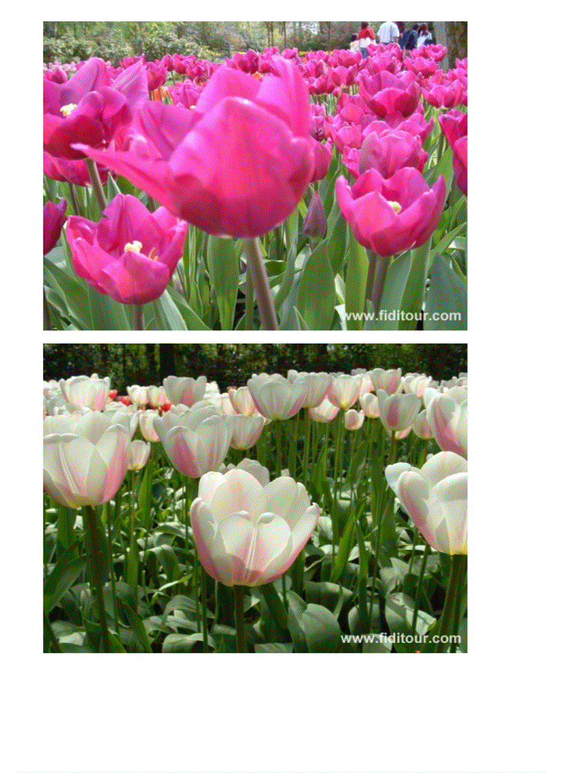 image for page Vườn hoa đẹp