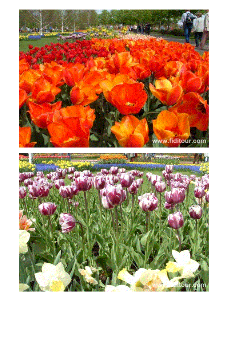 image for page Vườn hoa đẹp