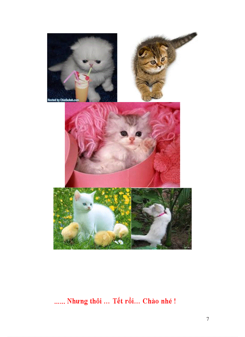 image for page Năm mèo chuyện mão