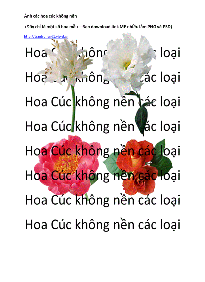 Hoa Cúc và các loại