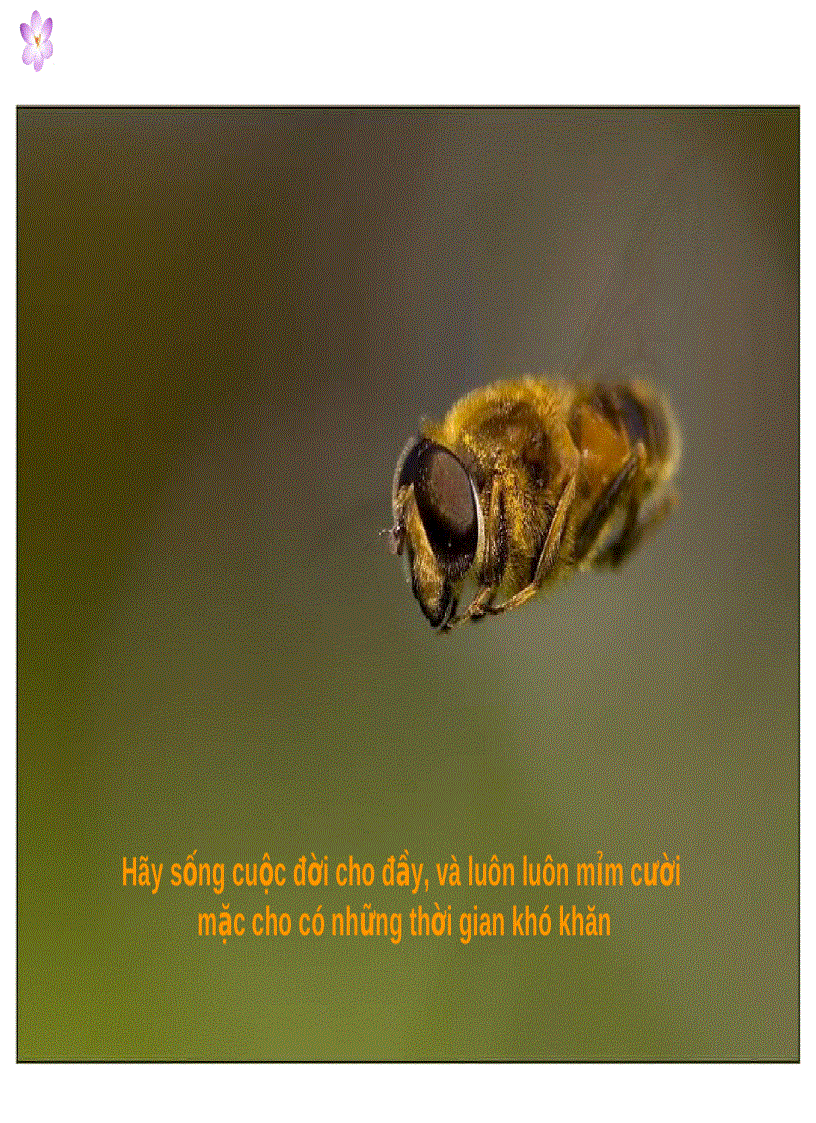 image for page Cuộc đời là gì