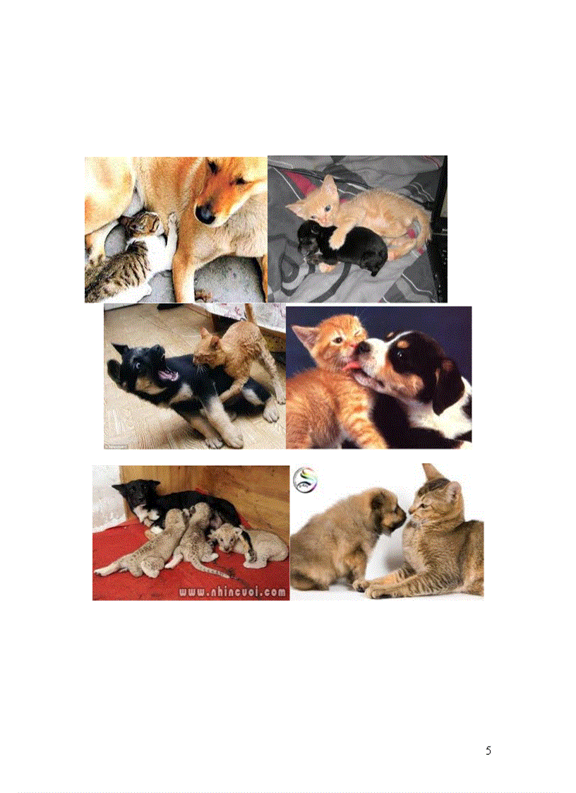 image for page Năm mão chuyện mèo