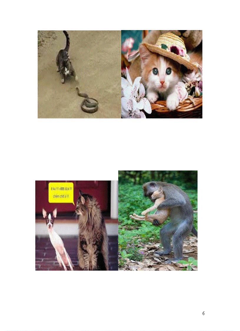 image for page Năm mão chuyện mèo