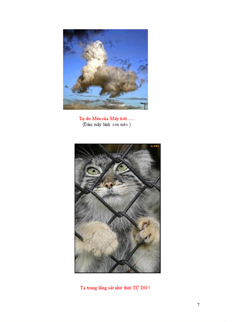 image for page Năm mão chuyện mèo