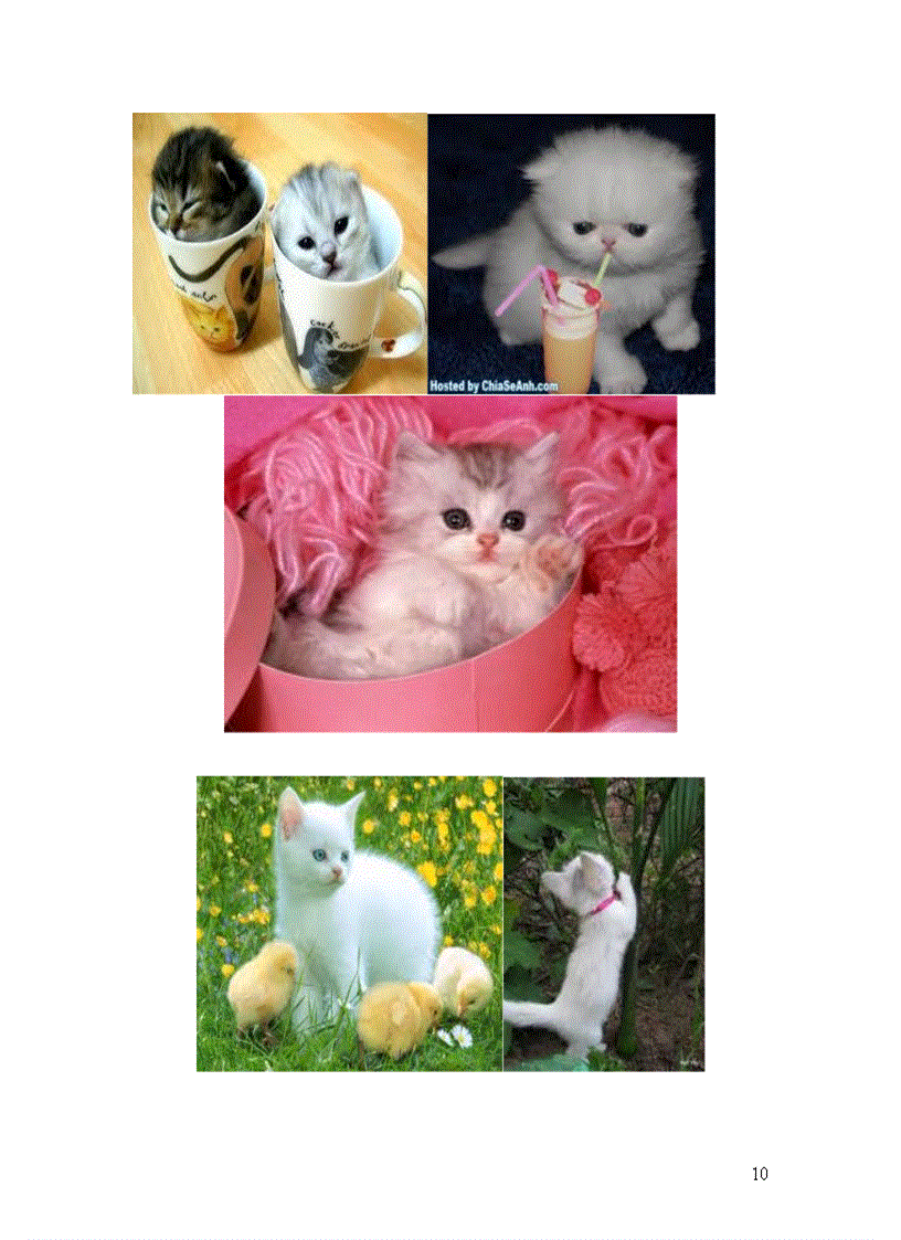 image for page Năm mão chuyện mèo