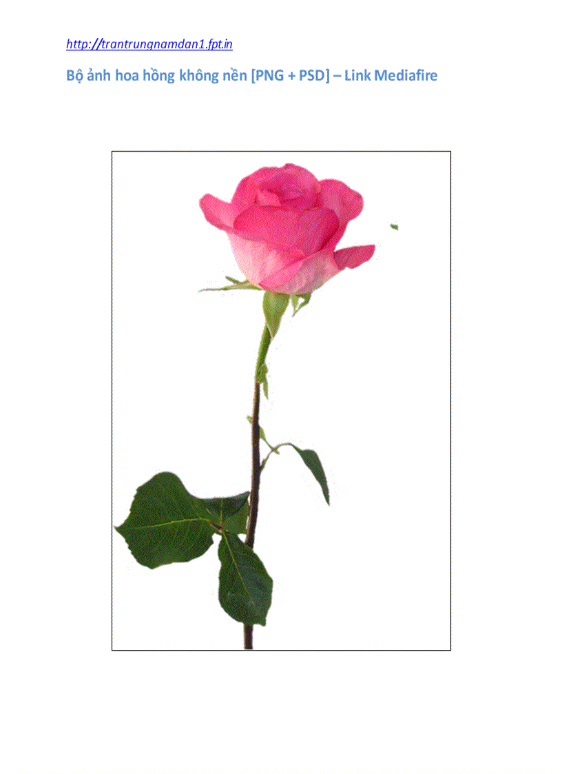 image for page Bộ ảnh Hoa hồng không nền PNG PSD