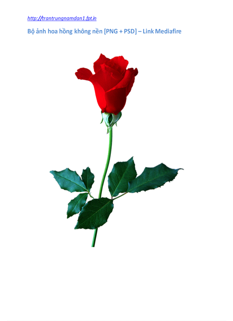 image for page Bộ ảnh Hoa hồng không nền PNG PSD