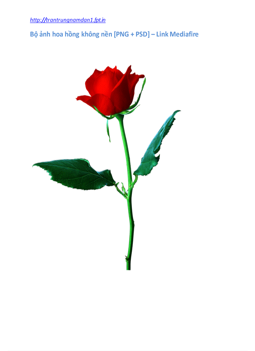 image for page Bộ ảnh Hoa hồng không nền PNG PSD