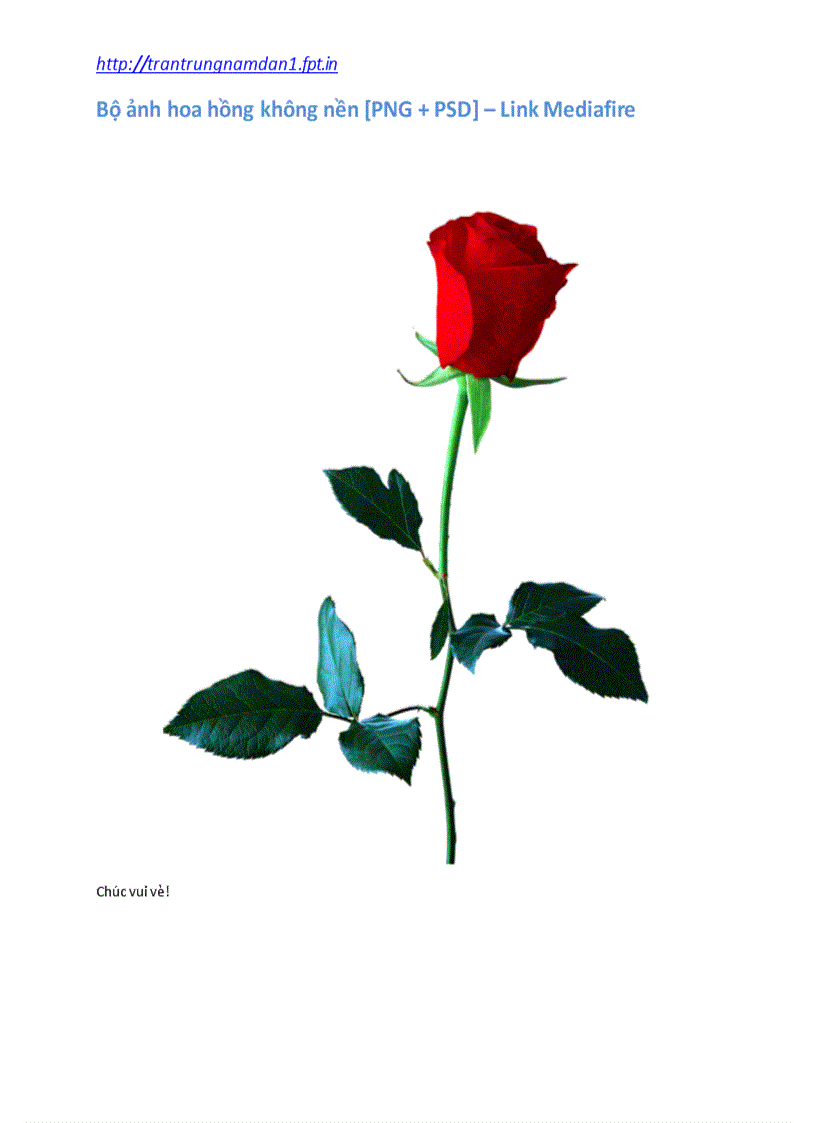 image for page Bộ ảnh Hoa hồng không nền PNG PSD