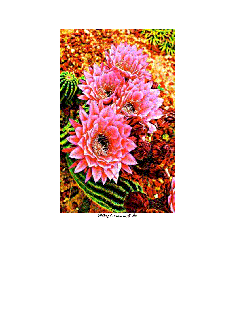 image for page 10 bông hoa xương rồng tuyệt đẹp