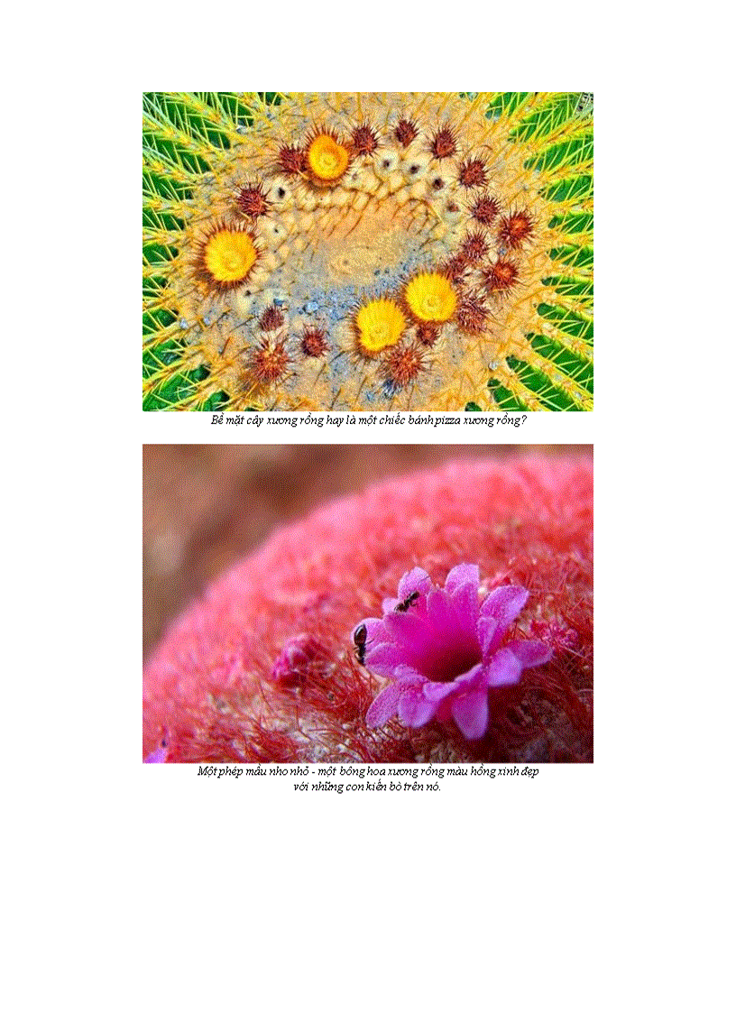 image for page 10 bông hoa xương rồng tuyệt đẹp