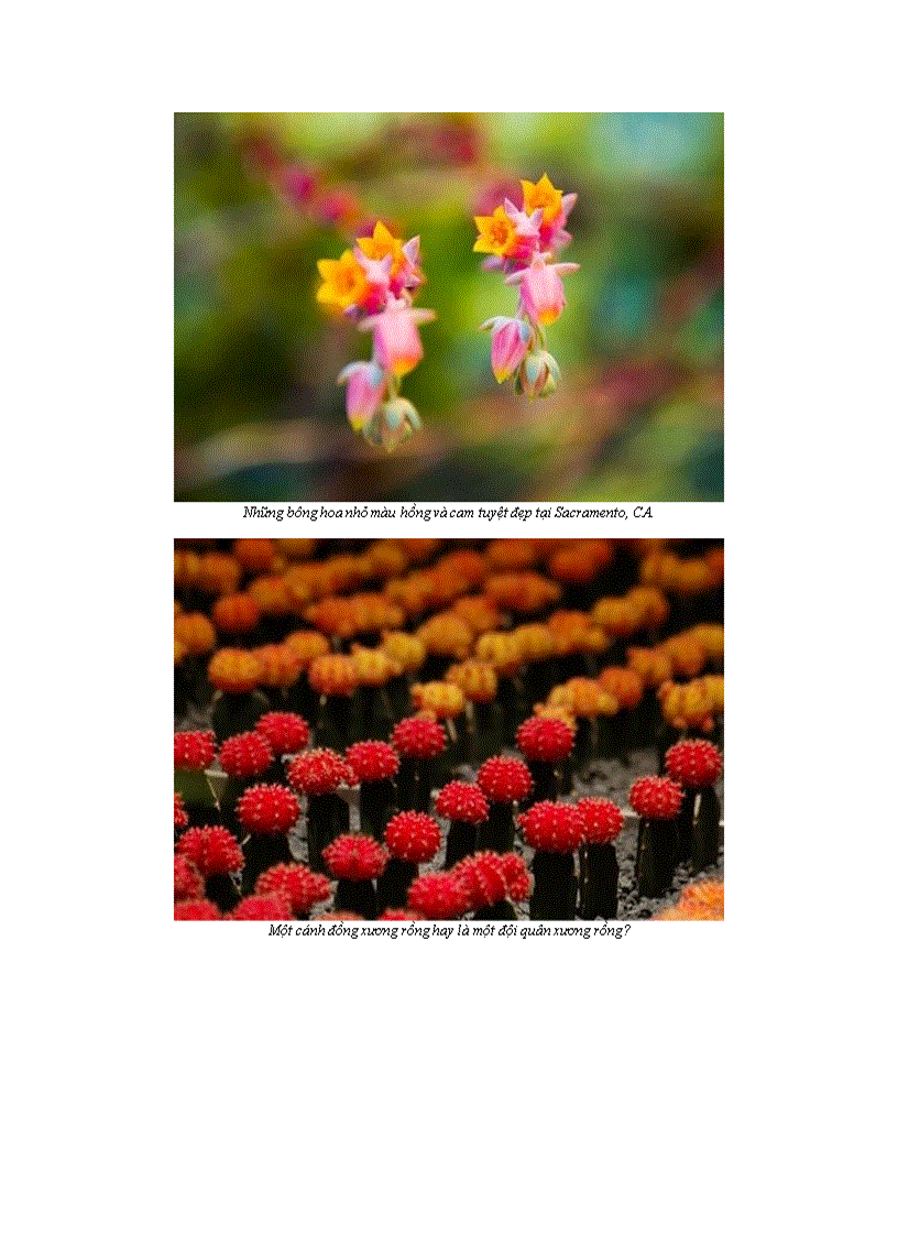 image for page 10 bông hoa xương rồng tuyệt đẹp