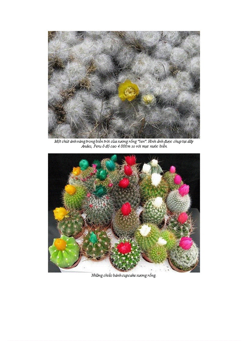 image for page 10 bông hoa xương rồng tuyệt đẹp