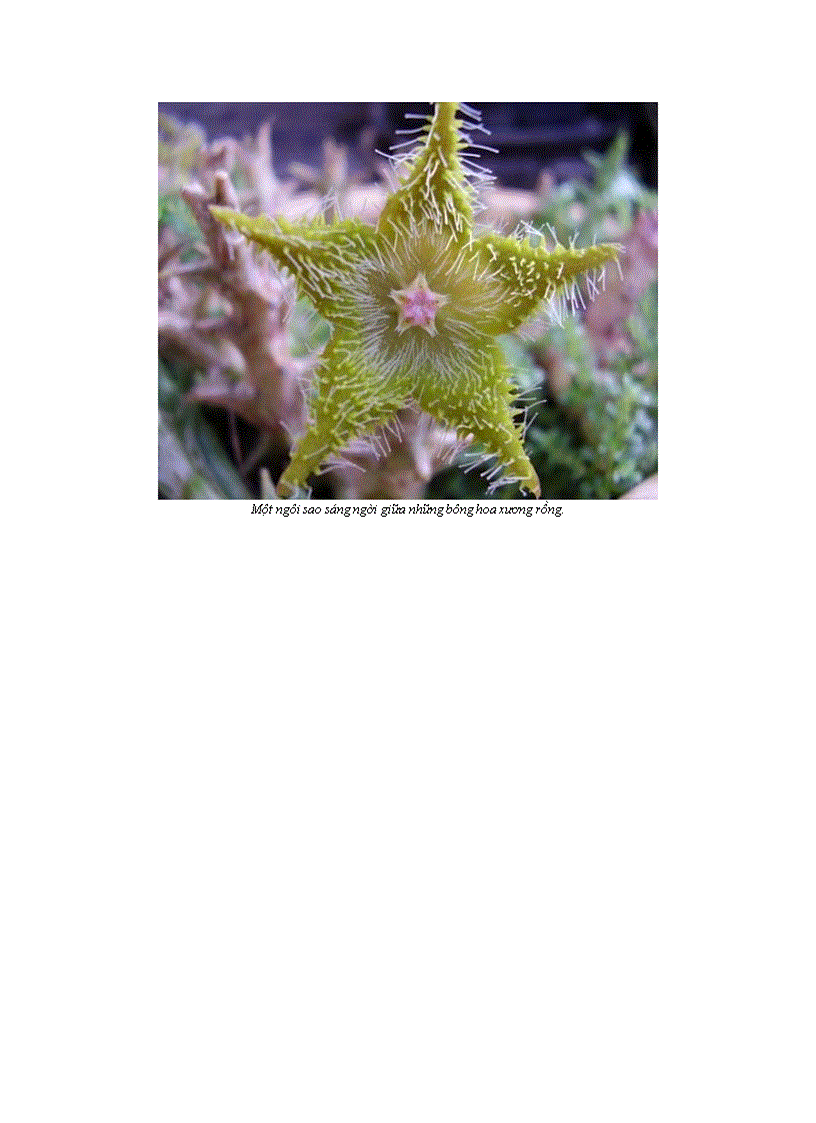 image for page 10 bông hoa xương rồng tuyệt đẹp