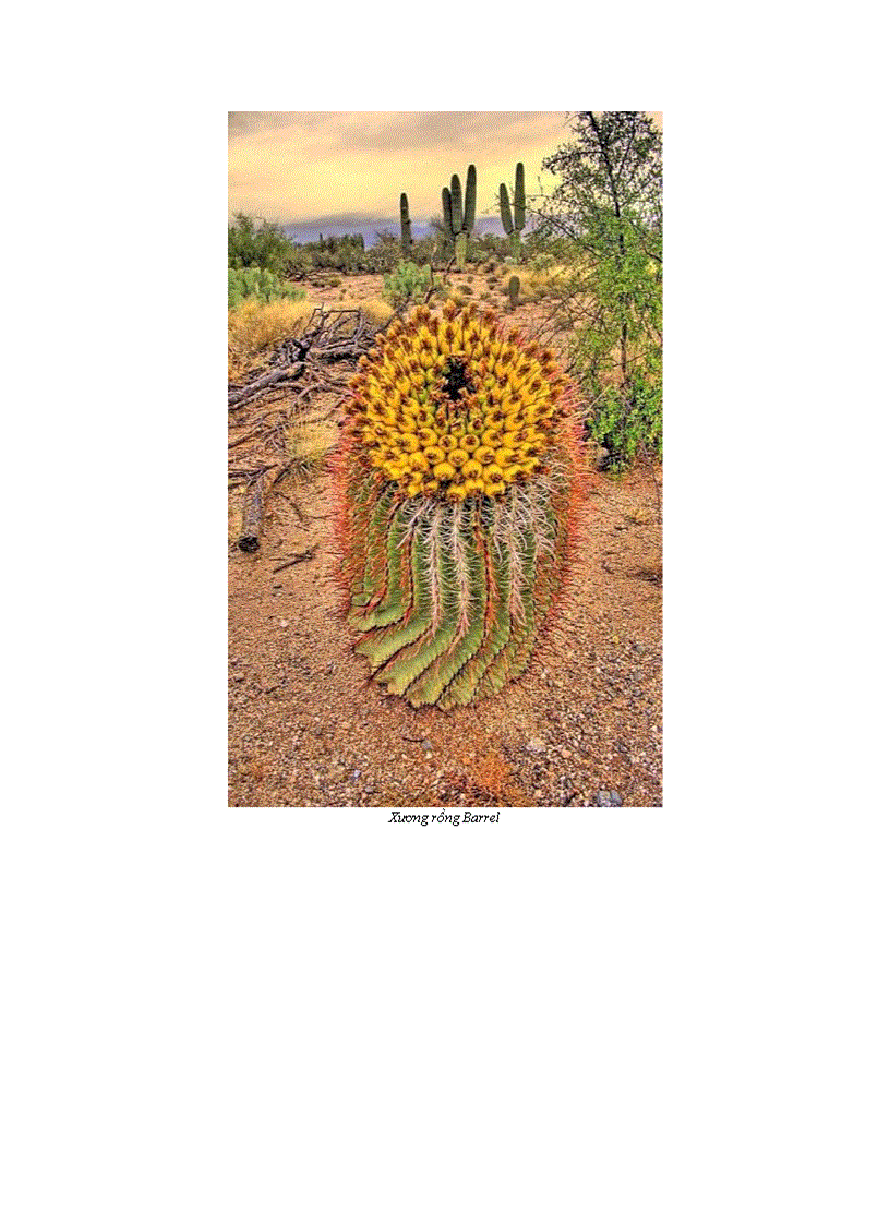 image for page 10 bông hoa xương rồng tuyệt đẹp