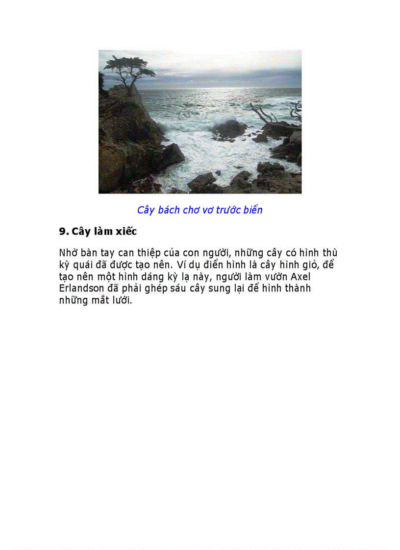 image for page 10 loài cây vĩ đại nhất thế giới