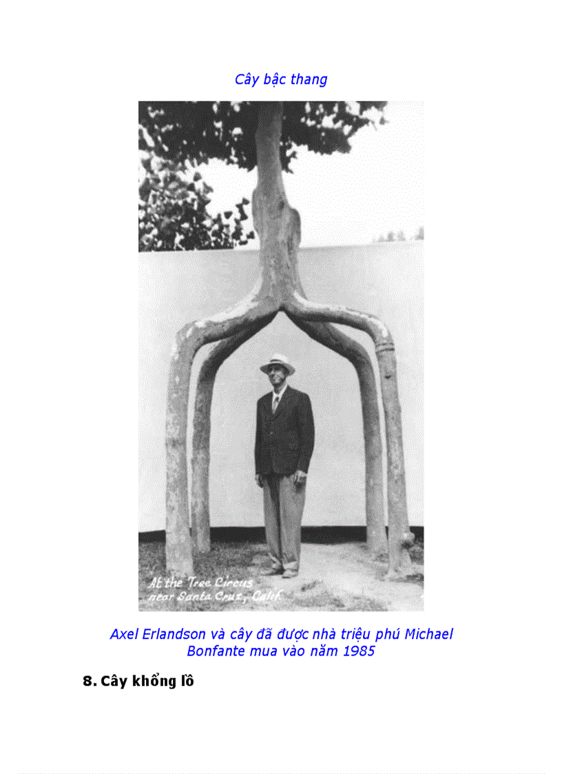 image for page 10 loài cây vĩ đại nhất thế giới