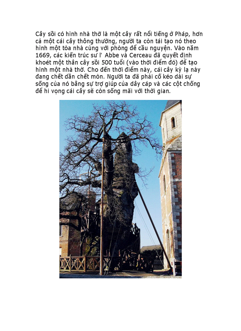 image for page 10 loài cây vĩ đại nhất thế giới