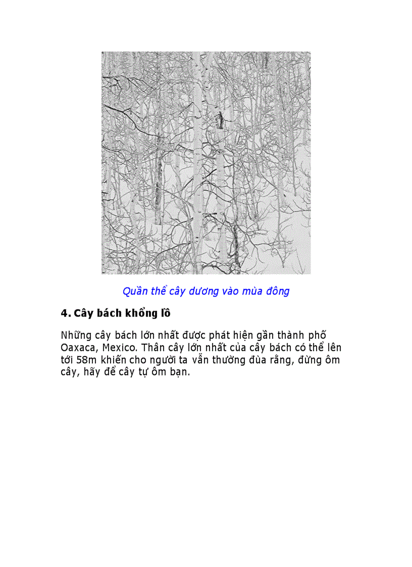 image for page 10 loài cây vĩ đại nhất thế giới