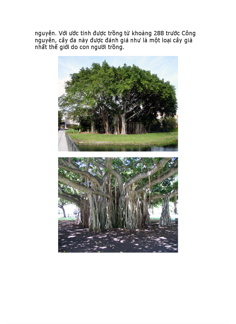 image for page 10 loài cây vĩ đại nhất thế giới