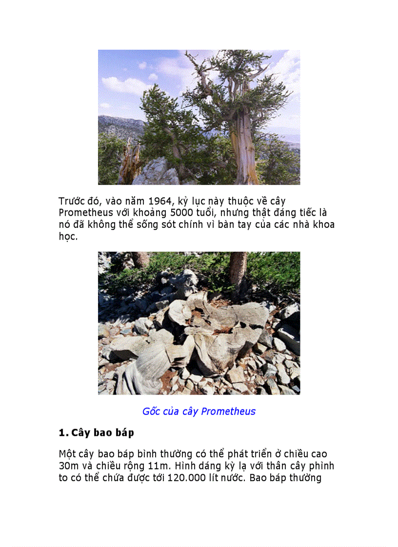 image for page 10 loài cây vĩ đại nhất thế giới