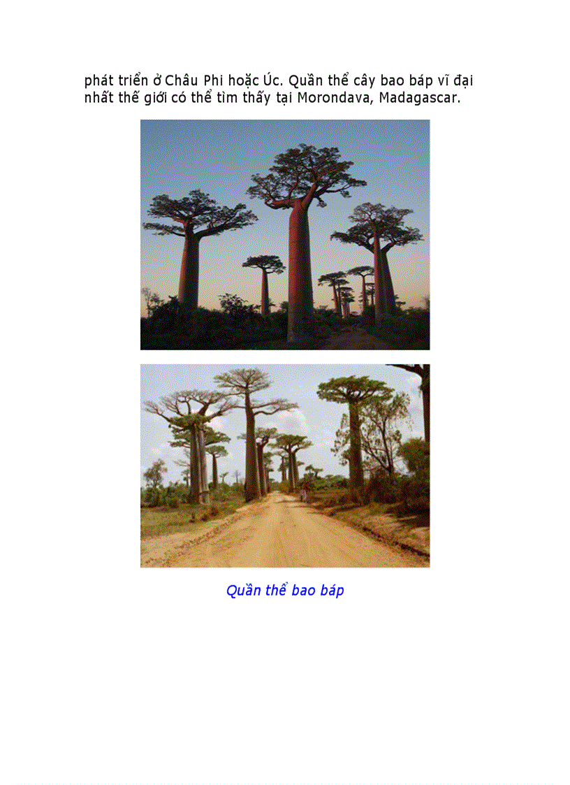 image for page 10 loài cây vĩ đại nhất thế giới