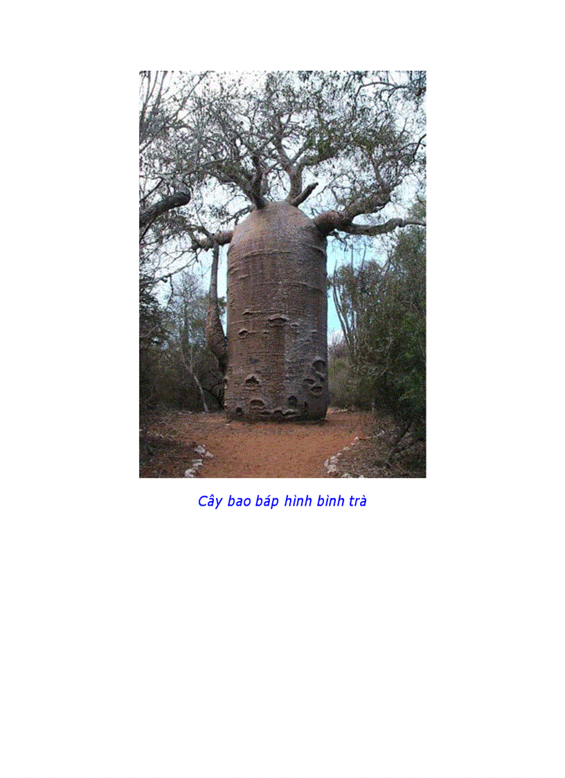 image for page 10 loài cây vĩ đại nhất thế giới