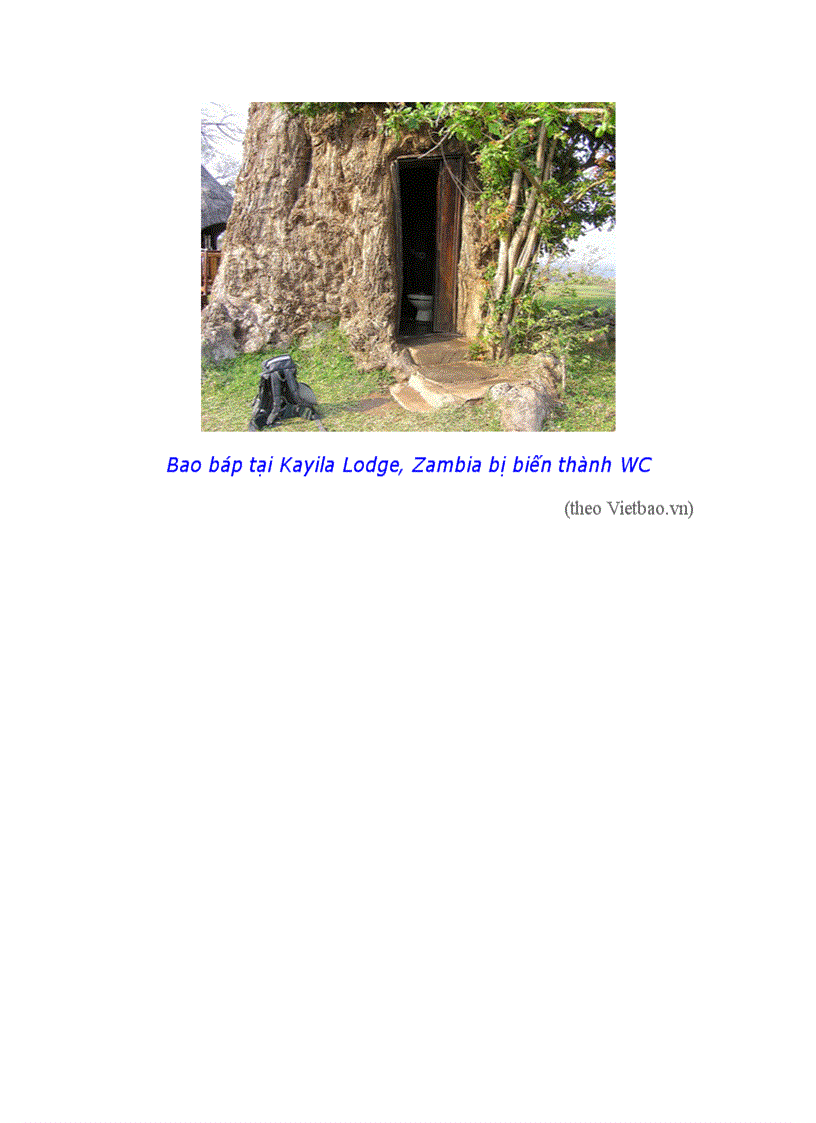 image for page 10 loài cây vĩ đại nhất thế giới